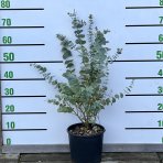 Eukalyptus (Eucalyptus gunnii) ´BLUE ICE´ - výška 40-60 cm, kont. C3L (-18°C)